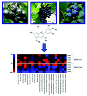 Graphical abstract: Effects of anthocyans on the expression of organic anion transporting polypeptides (SLCOs/OATPs) in primary human hepatocytes