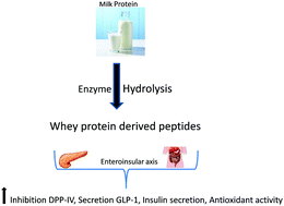 Graphical abstract: In vitro bioactive properties of intact and enzymatically hydrolysed whey protein: targeting the enteroinsular axis