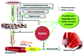 Graphical abstract: Effects of xylitol on carbohydrate digesting enzymes activity, intestinal glucose absorption and muscle glucose uptake: a multi-mode study