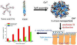 Graphical abstract: Effect of tannic acid–fish scale gelatin hydrolysate hybrid nanoparticles on intestinal barrier function and α-amylase activity