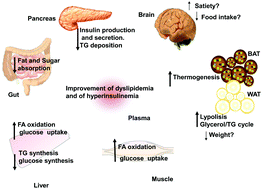 Graphical abstract: Roles of proanthocyanidin rich extracts in obesity