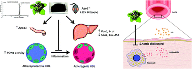 Graphical abstract: Anthocyanin-rich black elderberry extract improves markers of HDL function and reduces aortic cholesterol in hyperlipidemic mice