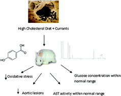 Graphical abstract: Effects of dietary Corinthian currants (Vitis vinifera L., var. Apyrena) on atherosclerosis and plasma phenolic compounds during prolonged hypercholesterolemia in New Zealand White rabbits