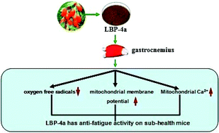 Graphical abstract: Improving the activity of Lycium barbarum polysaccharide on sub-health mice