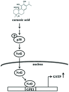 Graphical abstract: Induction of the pi class of glutathione S-transferase by carnosic acid in rat Clone 9 cells via the p38/Nrf2 pathway