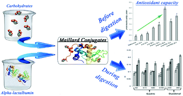 Graphical abstract: Antioxidant activity of bovine alpha lactalbumin Maillard products and evaluation of their in vitro gastro-duodenal digestive proteolysis