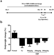 Graphical abstract: Dietary squid ink polysaccharide induces goblet cells to protect small intestine from chemotherapy induced injury