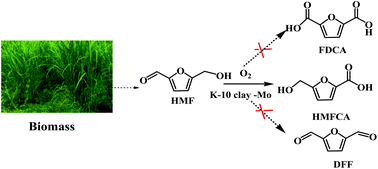 Graphical abstract: Aerobic oxidation of biomass derived 5-hydroxymethylfurfural into 5-hydroxymethyl-2-furancarboxylic acid catalyzed by a montmorillonite K-10 clay immobilized molybdenum acetylacetonate complex