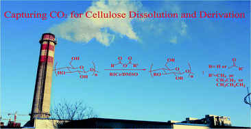 Graphical abstract: Acylation of cellulose in reversible ionic liquids