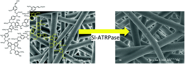 Graphical abstract: Enzymatic synthesis of ionic responsive lignin nanofibres through surface poly(N-isopropylacrylamide) immobilization