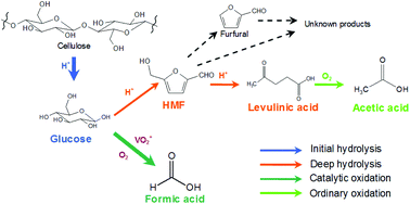 Graphical abstract: The relationship between oxidation and hydrolysis in the conversion of cellulose in NaVO3–H2SO4 aqueous solution with O2