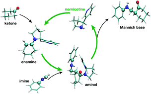 Graphical abstract: A theoretical study of the nornicotine-catalyzed Mannich reaction in wet solvents and water