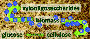 Graphical abstract: Integrated conversion of agroindustrial residue with high pressure CO2 within the biorefinery concept