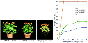 Graphical abstract: Characterization and biodegradation behavior of bio-based poly(lactic acid) and soy protein blends for sustainable horticultural applications