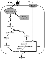 Graphical abstract: Enhancing photosynthetic production of ethylene in genetically engineered Synechocystis sp. PCC 6803