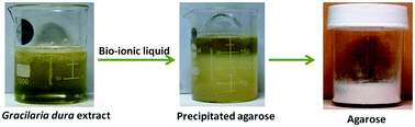 Graphical abstract: A green and sustainable approach to utilize bio-ionic liquids for the selective precipitation of high purity agarose from an agarophyte extract