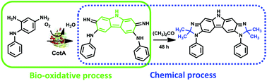 Graphical abstract: An enzymatic route to a benzocarbazole framework using bacterial CotA laccase