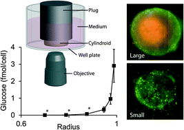 Graphical abstract: Rapid uptake of glucose and lactate, and not hypoxia, induces apoptosis in three-dimensional tumor tissue culture