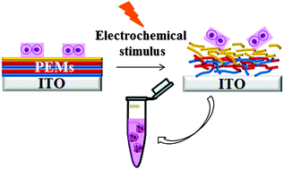 Graphical abstract: A biocompatible method of controlled retrieval of cell-encapsulating microgels from a culture plate