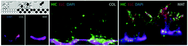 Graphical abstract: Intratumoral phenotypic heterogeneity as an encourager of cancer invasion