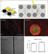 Graphical abstract: Sensory neurons and osteoblasts: close partners in a microfluidic platform