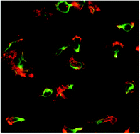 Graphical abstract: Effect of adhesion and chemokine presentation on T-lymphocyte haptokinesis