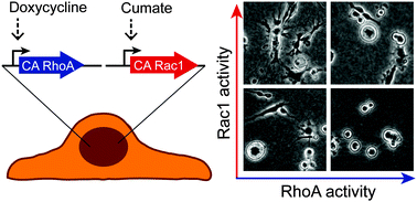 Graphical abstract: Simultaneous and independent tuning of RhoA and Rac1 activity with orthogonally inducible promoters