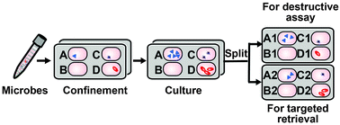 Graphical abstract: Individually addressable arrays of replica microbial cultures enabled by splitting SlipChips