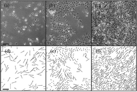 Graphical abstract: Collective motion of cells: from experiments to models