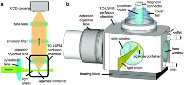 Graphical abstract: Tissue-culture light sheet fluorescence microscopy (TC-LSFM) allows long-term imaging of three-dimensional cell cultures under controlled conditions