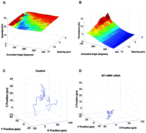 Graphical abstract: Combinative in vitro studies and computational model to predict 3D cell migration response to drug insult