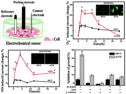 Graphical abstract: Involvement of superoxide and nitric oxide in BRAFV600E inhibitor PLX4032-induced growth inhibition of melanoma cells