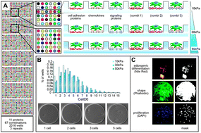 Graphical abstract: Substrate elasticity modulates the responsiveness of mesenchymal stem cells to commitment cues