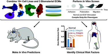 Graphical abstract: A cell–ECM screening method to predict breast cancer metastasis