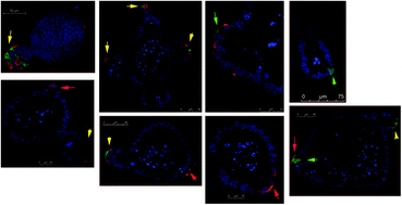 Graphical abstract: An individual based computational model of intestinal crypt fission and its application to predicting unrestrictive growth of the intestinal epithelium