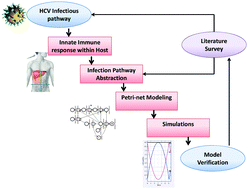 Graphical abstract: Modeling and analysis of innate immune responses induced by the host cells against hepatitis C virus infection