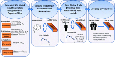 Graphical abstract: Human-on-a-chip design strategies and principles for physiologically based pharmacokinetics/pharmacodynamics modeling