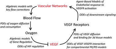 Graphical abstract: Systems biology of the microvasculature
