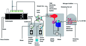 Graphical abstract: ICP-MS method for Pu and Np isotopes in population monitoring by a micro-flow injection sample introduction system