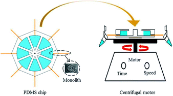 Graphical abstract: A centrifugal microfluidic platform integrating monolithic capillary columns for high-throughput speciation of chromium