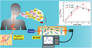 Graphical abstract: Oxygen-18 stable isotope of exhaled breath CO2 as a non-invasive marker of Helicobacter pylori infection