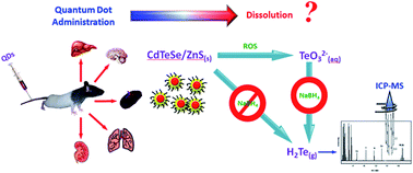 Graphical abstract: Selective chemical vaporization of exogenous tellurium for characterizing the time-dependent biodistribution and dissolution of quantum dots in living rats
