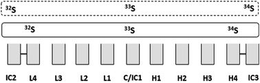 Graphical abstract: Evaluation of multi-collector inductively coupled plasma mass spectrometry (MC-ICP-MS) for sulfur metabolic studies using 34S-labelled yeast