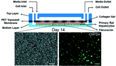 Graphical abstract: Dynamic interplay of flow and collagen stabilizes primary hepatocytes culture in a microfluidic platform