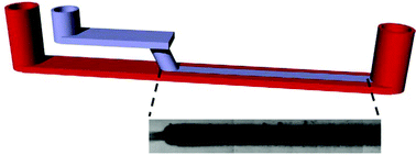 Graphical abstract: Micropatterned biofilm formations by laminar flow-templating