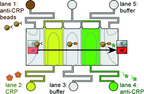 Graphical abstract: Phaseguide assisted liquid lamination for magnetic particle-based assays