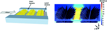 Graphical abstract: Three-dimensional, sharp-tipped electrodes concentrate applied fields to enable direct electrical release of intact biomarkers from cells
