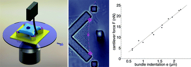 Graphical abstract: Ultra-soft cantilevers and 3-D micro-patterned substrates for contractile bundle tension measurement in living cells