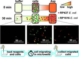 Graphical abstract: Bacterial chemotaxis on SlipChip