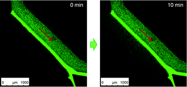 Graphical abstract: In situ fabrication of a temperature- and ethanol-responsive smart membrane in a microchip